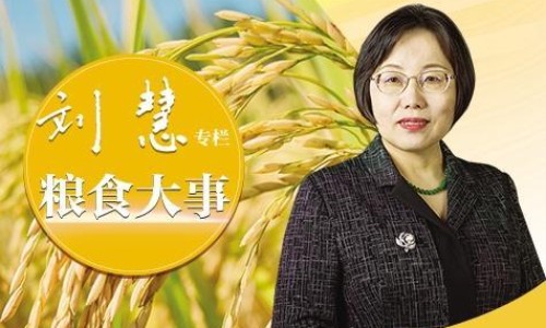 老鸦瓣种植几年成熟-老鸦瓣主治功能网 - 网站提供老鸦嘴的功效图片小常识、老鸦瓣为什么叫老鸦瓣