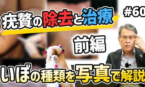 老鸦瓣的功效与作用-老鸦瓣主治功能网 - 网站提供老鸦嘴的功效图片小常识、老鸦瓣为什么叫老鸦瓣