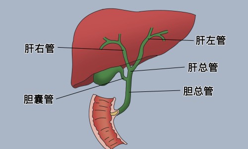 老鸦瓣种植几年成熟-老鸦瓣主治功能网 - 网站提供老鸦嘴的功效图片小常识、老鸦瓣为什么叫老鸦瓣
